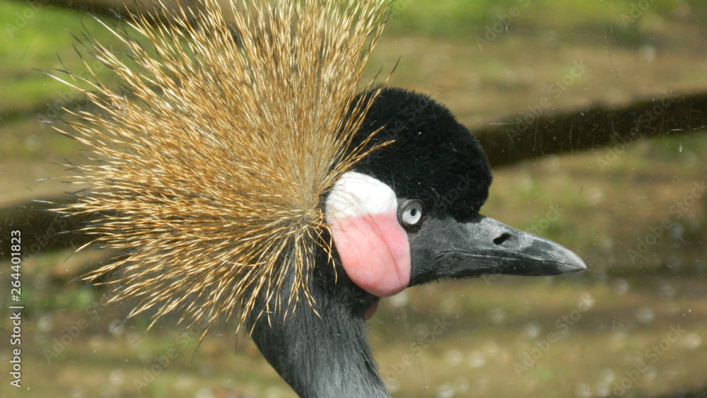 Fototapeta premium a bird upclose