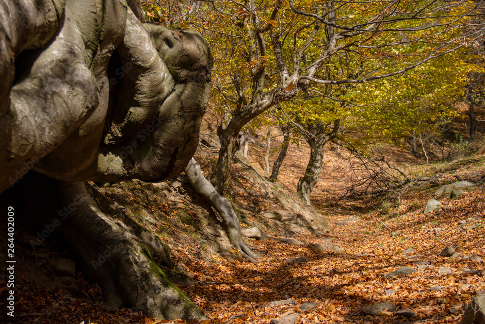 Autumn colors of the plants