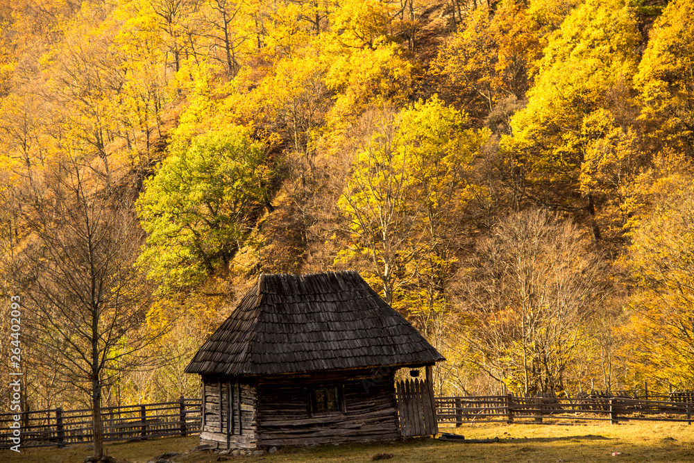 Autumn colors of the plants