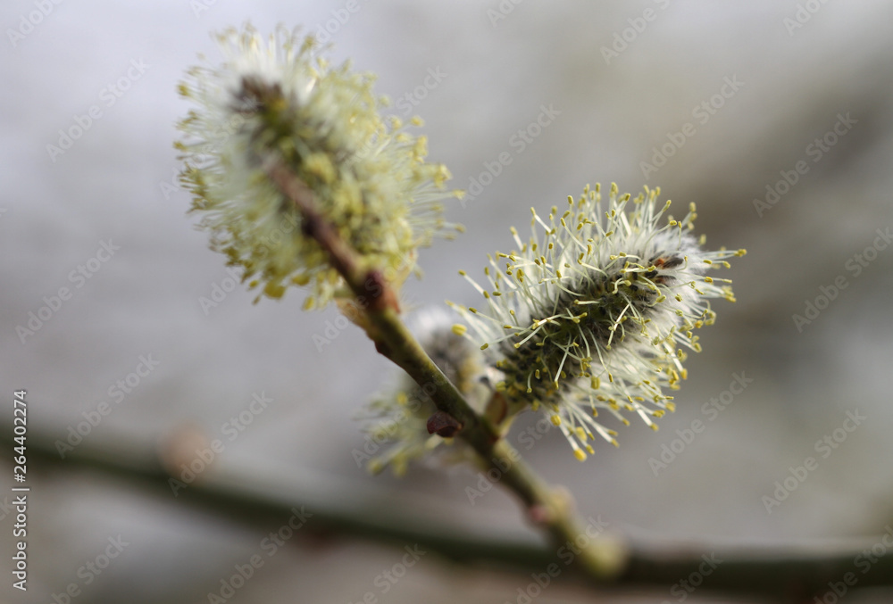 Willow flowers on the branch.