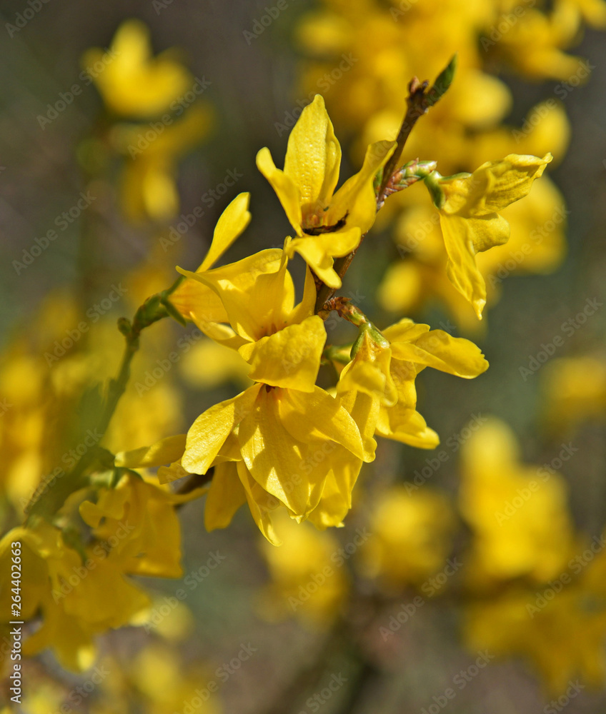 Blossom of forsythia flowers. Blossom of forsythia flowers.