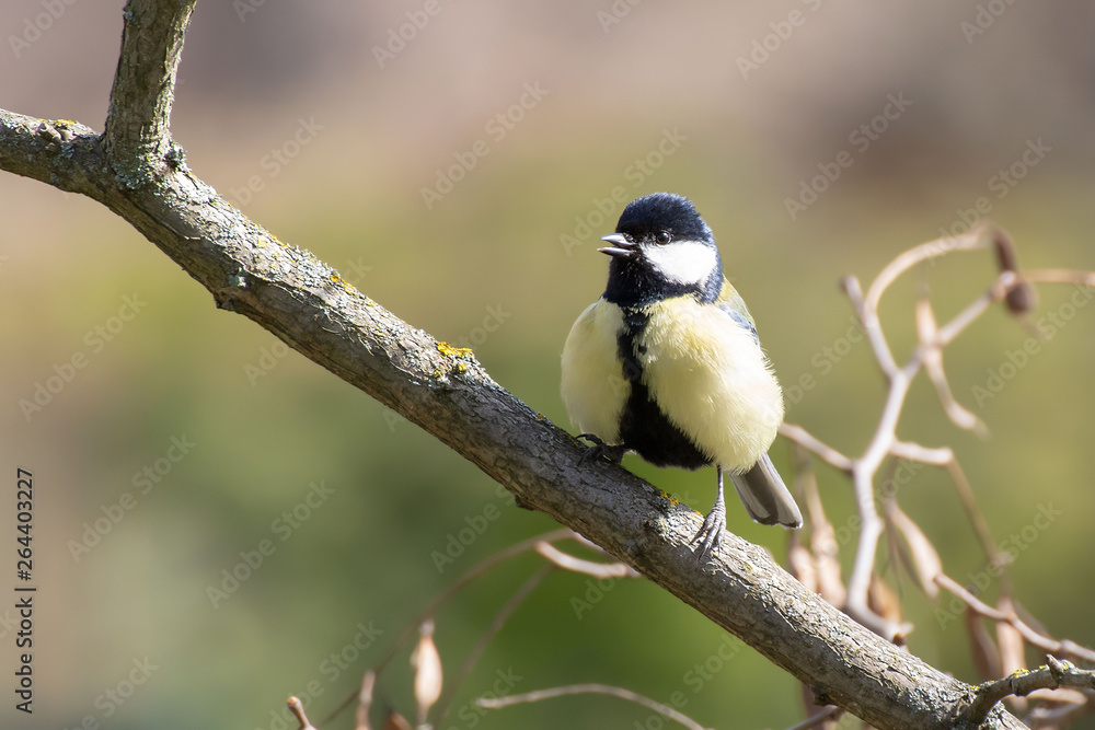 Male great tit (Parus major) standing on a branch and singing Male great tit (Parus major) standing on a branch and singing