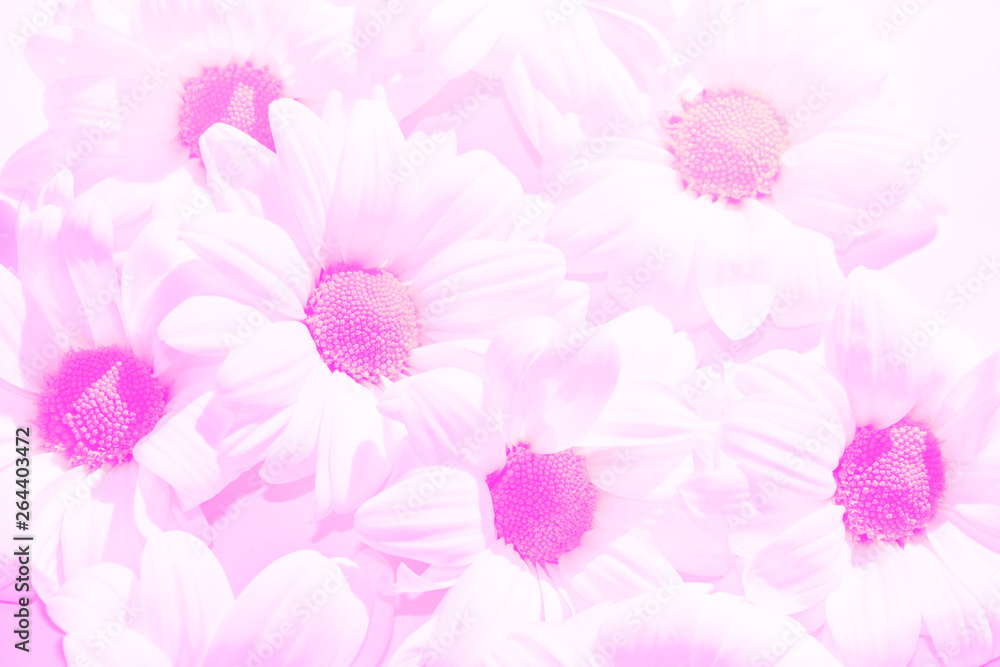 Colorful autumn flowers of chrysanthemum Colorful autumn flowers of chrysanthemum