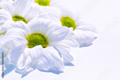 Colorful autumn flowers of chrysanthemum