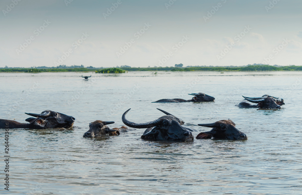 Fototapeta premium The water buffalo at Thalenoi Phatthalung , Thailand : Water buffalo can eat grass under water.