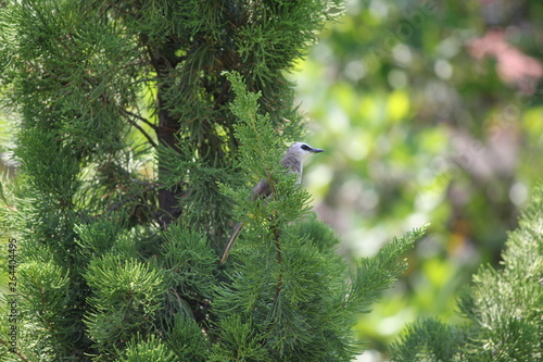 Wallpaper Mural branches of a tree Torontodigital.ca