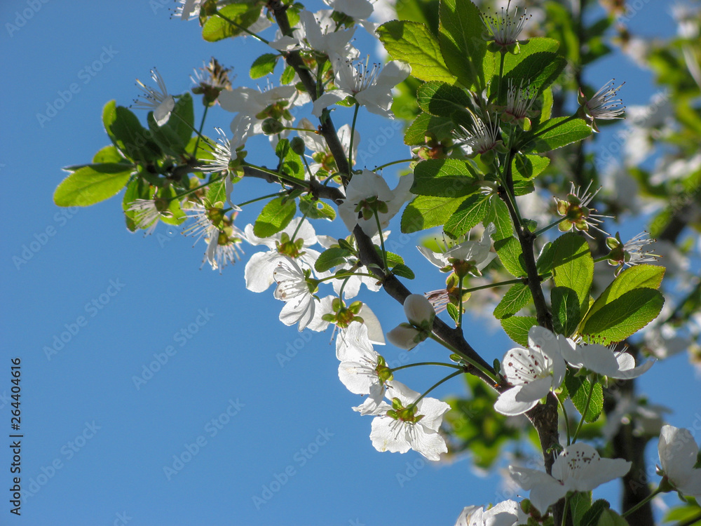  Plum tree blossoms with blue sky background.