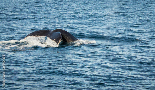 Wagging tail of a humpback whale diving to the depths of the Atlantic Ocean, view from a fishing boat during whale watching tour. Sea surface and whale tail on a large space. © Daniil