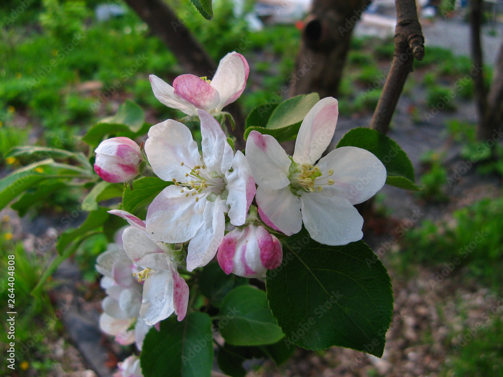Fototapeta premium Blossoming apple tree flowers with green leaves.