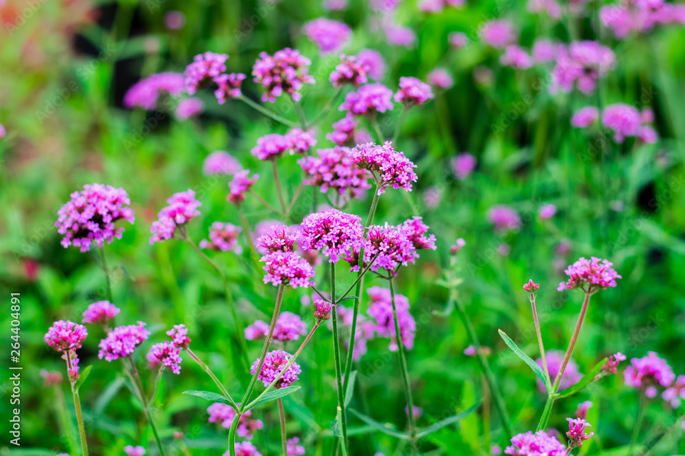 Violet verbena flowers Violet verbena flowers