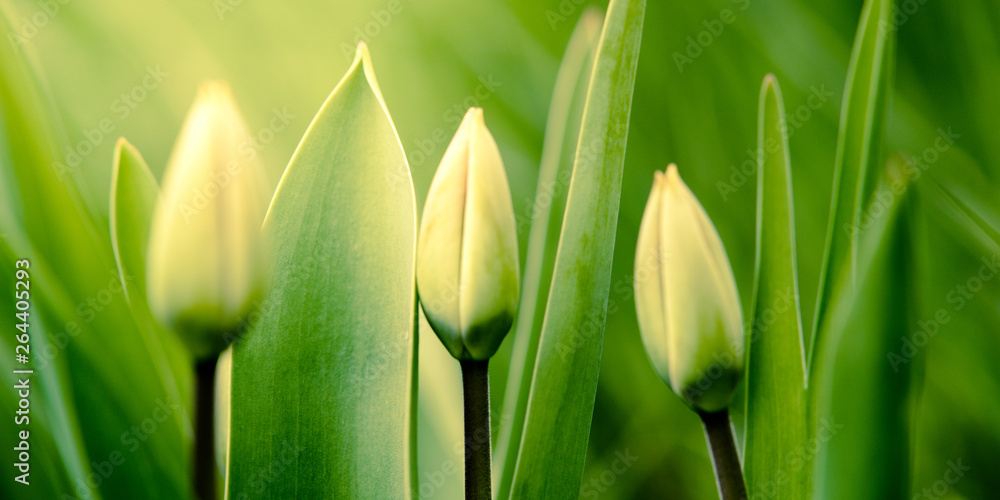 Fototapeta premium W wiosennym ogrodzie rosną zielone młode tulipany