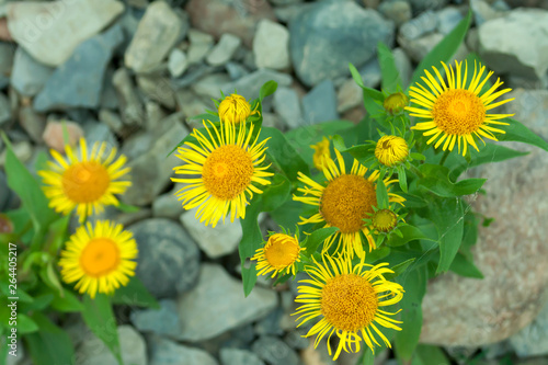 Flowering   ush elecampane  inula