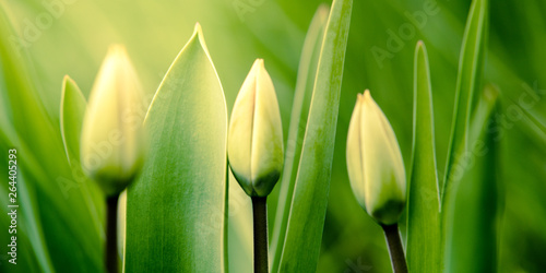 Green young tulips grow in the spring garden