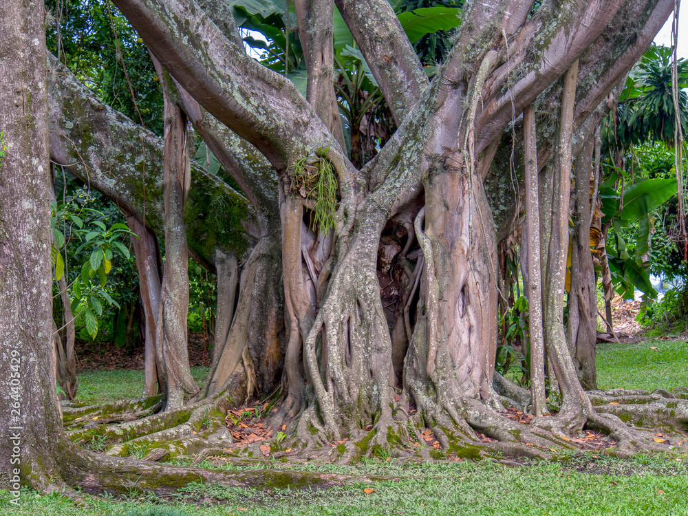 Obraz premium The amazing and intricate beauty of a ficus altissima - council tree- trunk and bark. Captured at the Andean mountains of southern Colombia.