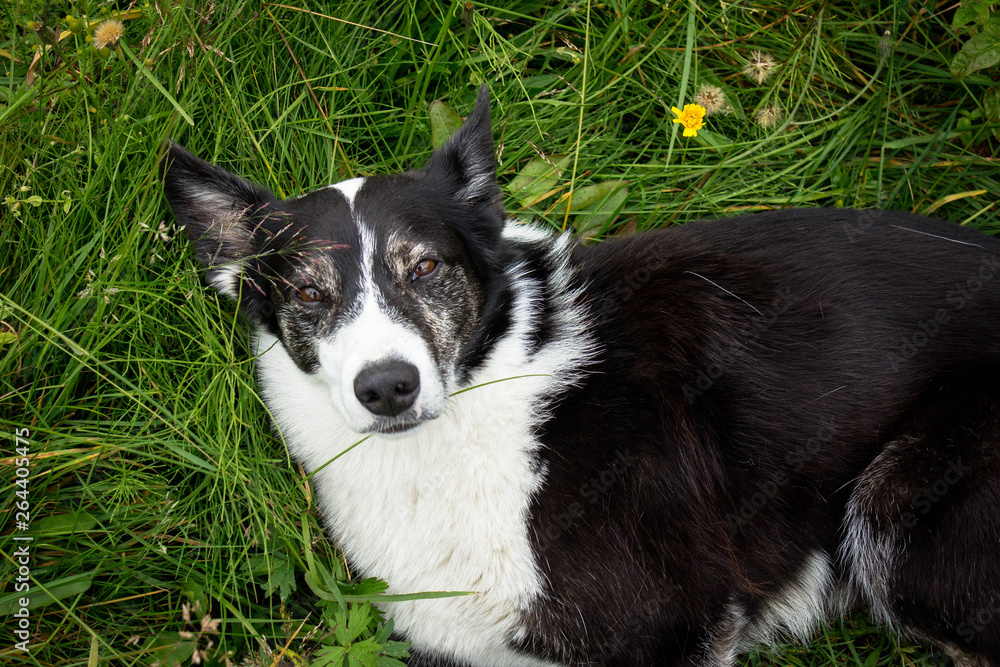 Portrait of the cute beautiful black and white Border Collie dog lying on the grass among flowers and daisies and looking at the camera. Devoted, loyal and loving pet and man's friend.
