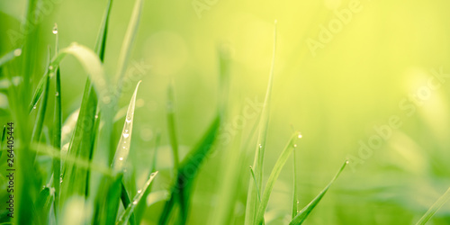 natural floral background, green grass with beautiful light