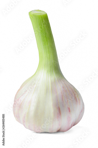 Head of ripe fresh garlic isolated on white. Close-up. Side view.