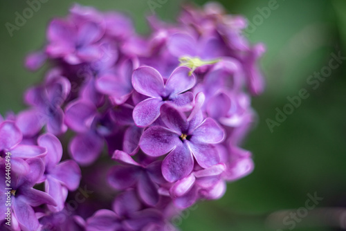 closeup of purple flower of lilac 