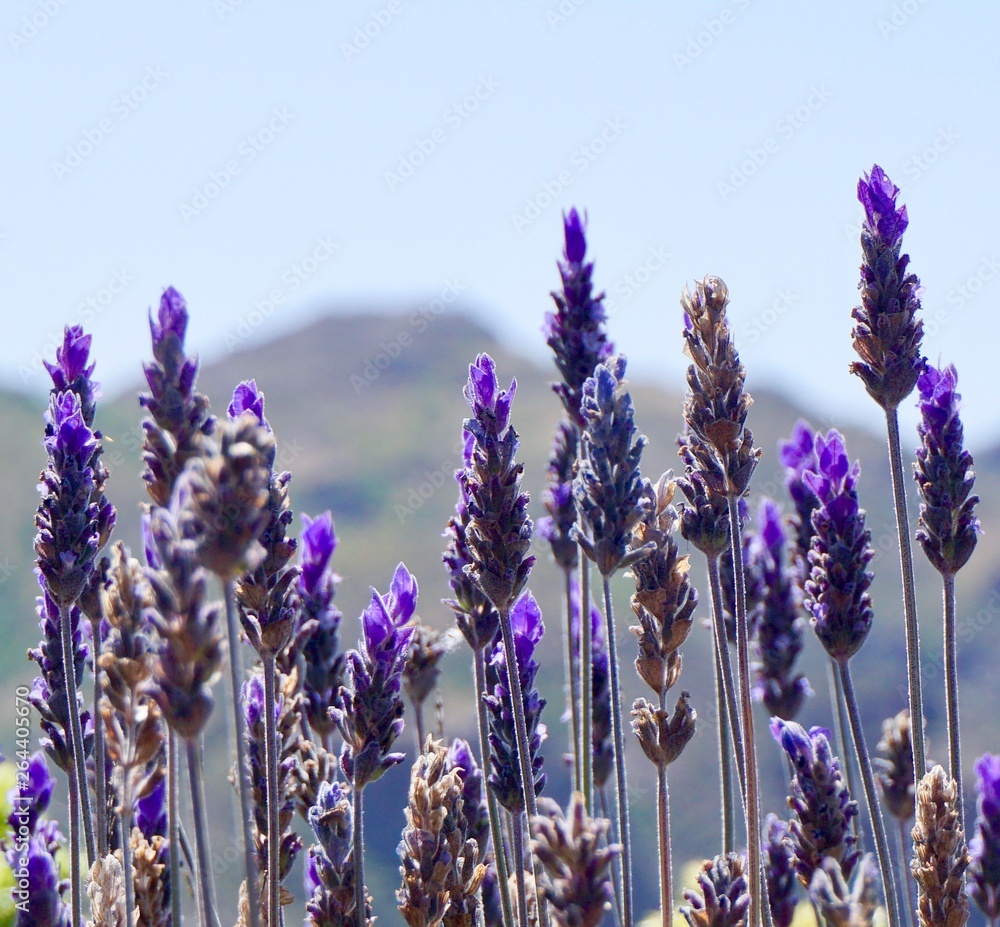 Fototapeta premium Lavender