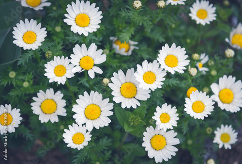 Beautiful white flower field and sunlight in summer