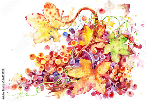 Branch of grapes. Hand painted watercolor grapes, watercolor illustration. Yellow grapes. 