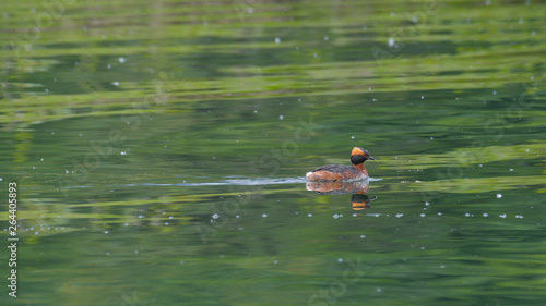 Svasso cornuto che nuota nel lago photo