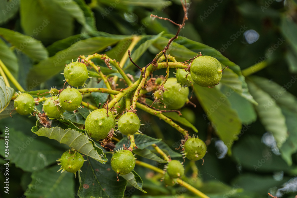 Obraz premium Boltenhagen