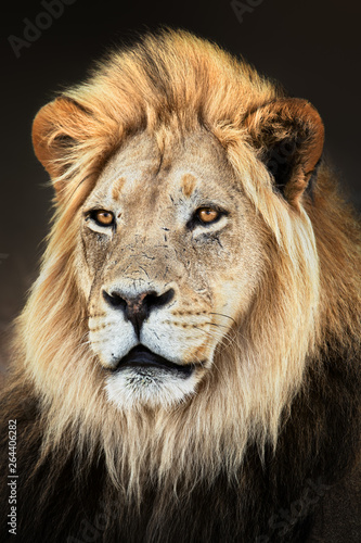 Male lion close up portrait fully alerted and focused. Fine art. Panthera leo