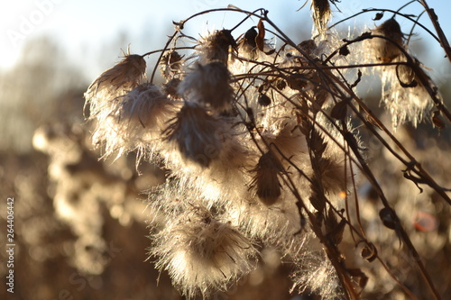 Dry thistle in the sunset in spring © Евгения Русакова