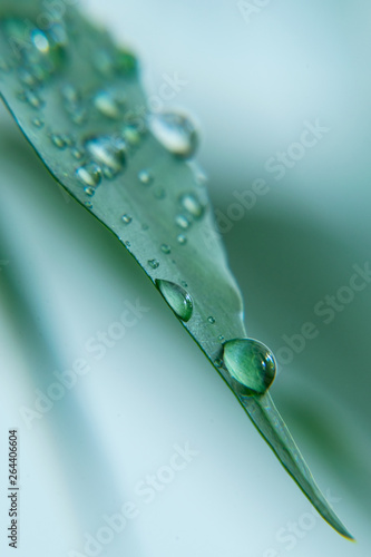 Картината върху платно Rain drops on green leaf