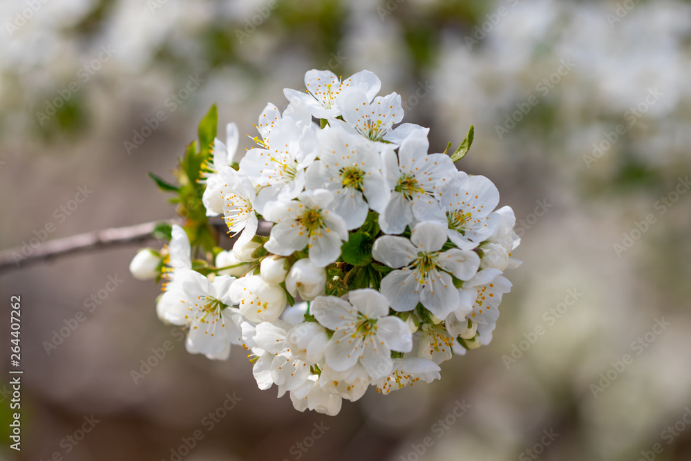 a spring Flowering branch against the blue sky backgrounds a spring Flowering branch against the blue sky backgrounds