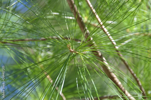 Beautiful pine branches.