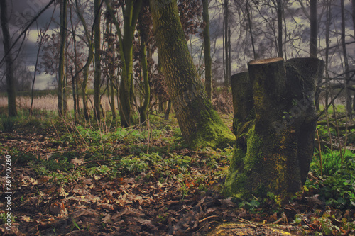 mossy forest