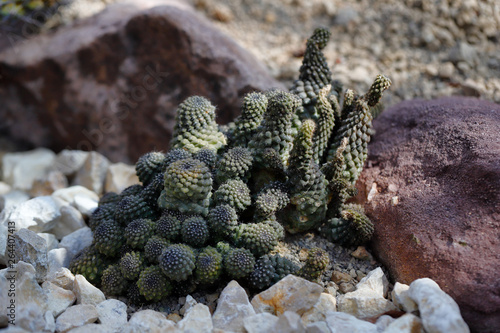 Close-up of cactus exotic plant family with sharp spines