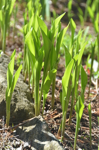Lily of the valley in early spring