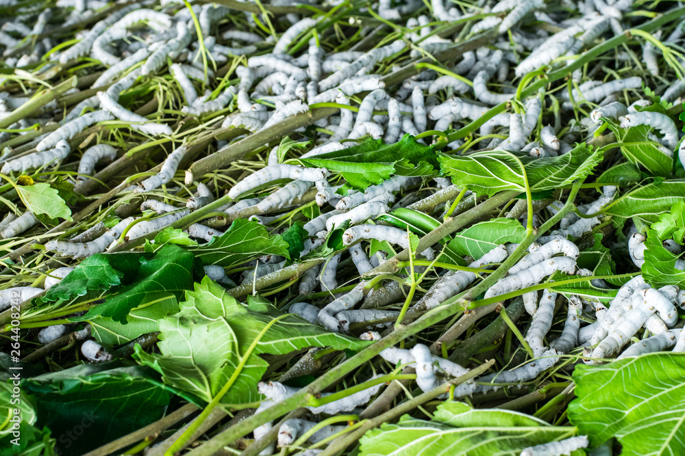 Obraz premium silkworm eating leaf mulberry