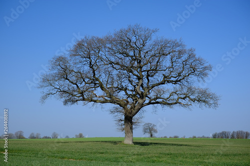 Eichenbaum im Frühling auf dem Feld