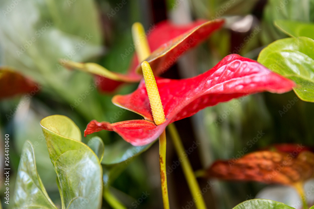 Close-up of red Anthurium flowers. Ornamental plants Close-up of red Anthurium flowers. Ornamental plants
