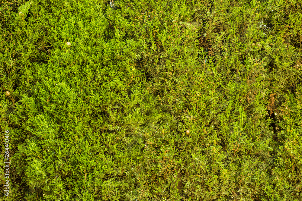 Decorative plants wall in a garden Decorative plants wall in a garden