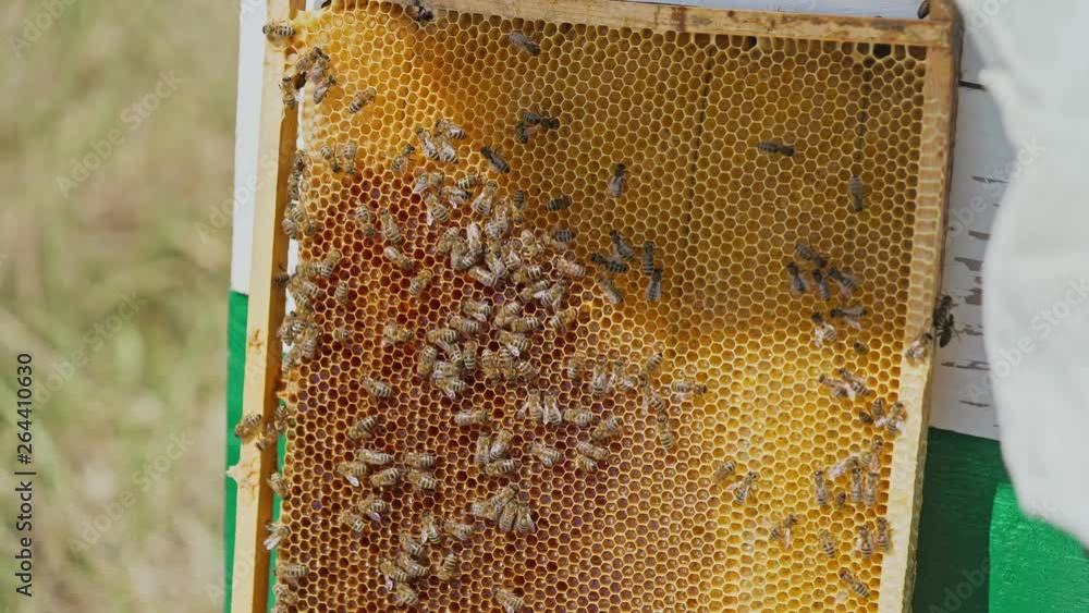 Bee on honeycombs with honey slices nectar into cells Bee on honeycombs with honey slices nectar into cells