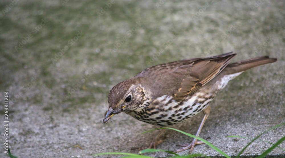 Obraz premium song thrush bird
