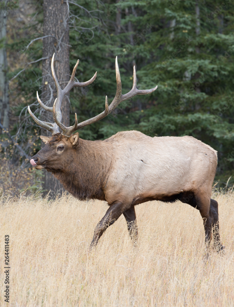 Beautiful Majestic Bull Elk in Jasper National Park Alberta Canada Beautiful Majestic Bull Elk in Jasper National Park Alberta Canada
