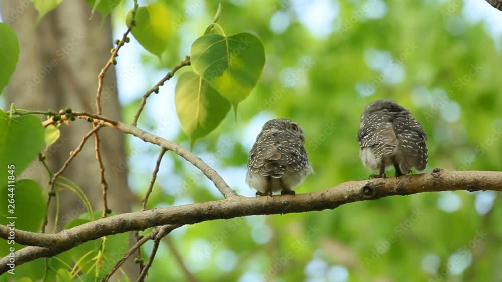 Spotted owlet , Athene brama , hold branch and clean itself on tree in nature , Lockdown. Spotted owlet , Athene brama , hold branch and clean itself on tree in nature , Lockdown.