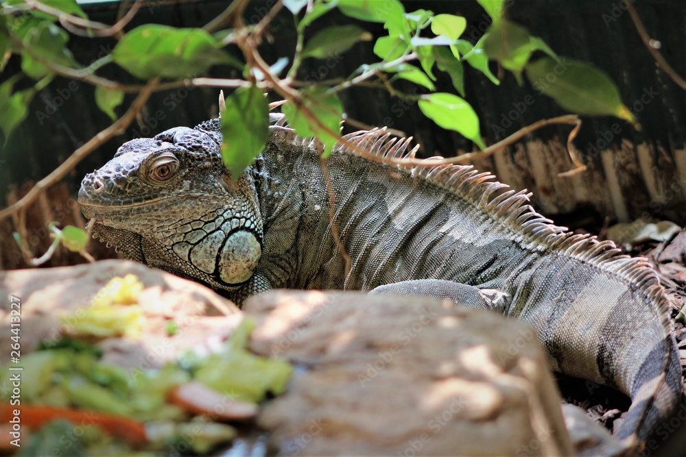 Obraz premium Hiden in the forest