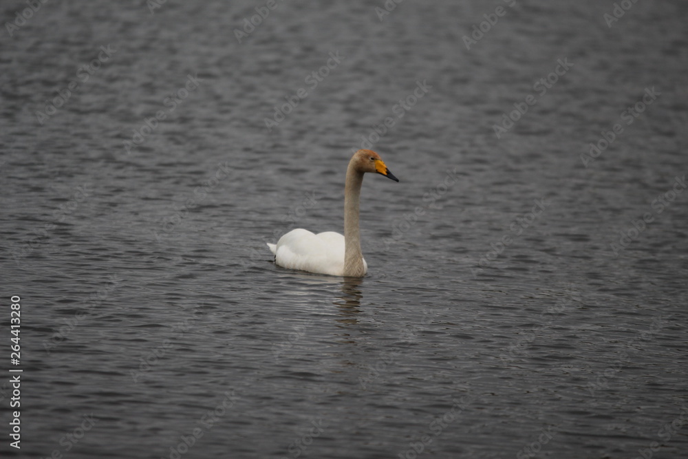 Young swan 