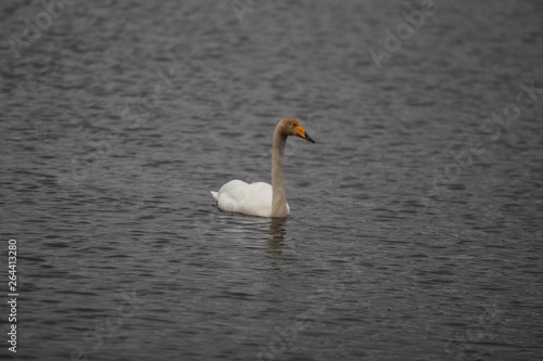 Young swan 