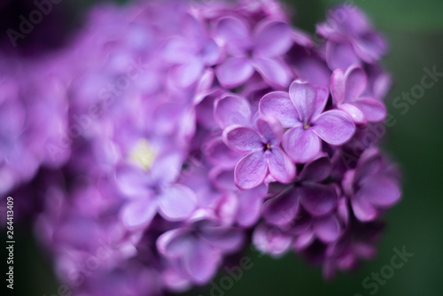 closeup of purple flower of lilac  © Mariia