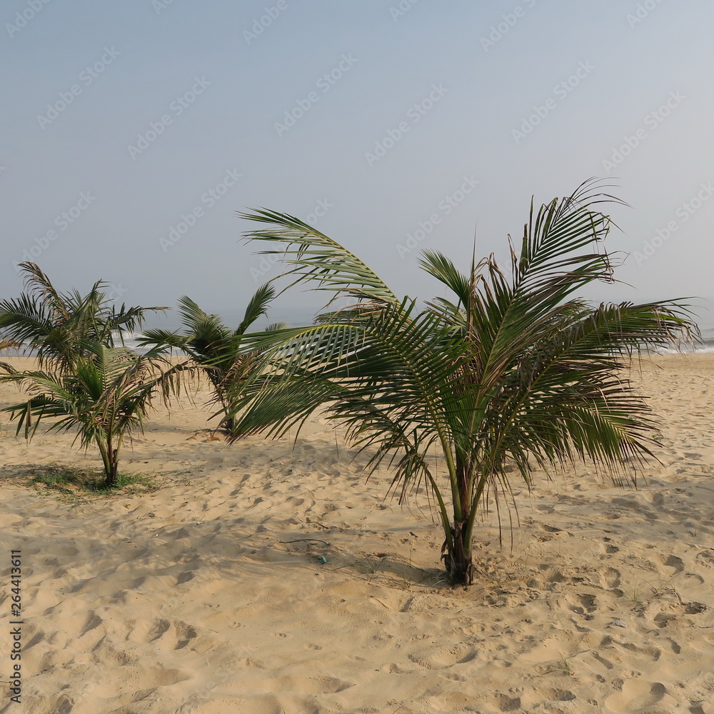 green coconut palms in asia on the white sand beach