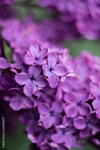 closeup of purple flower of lilac 