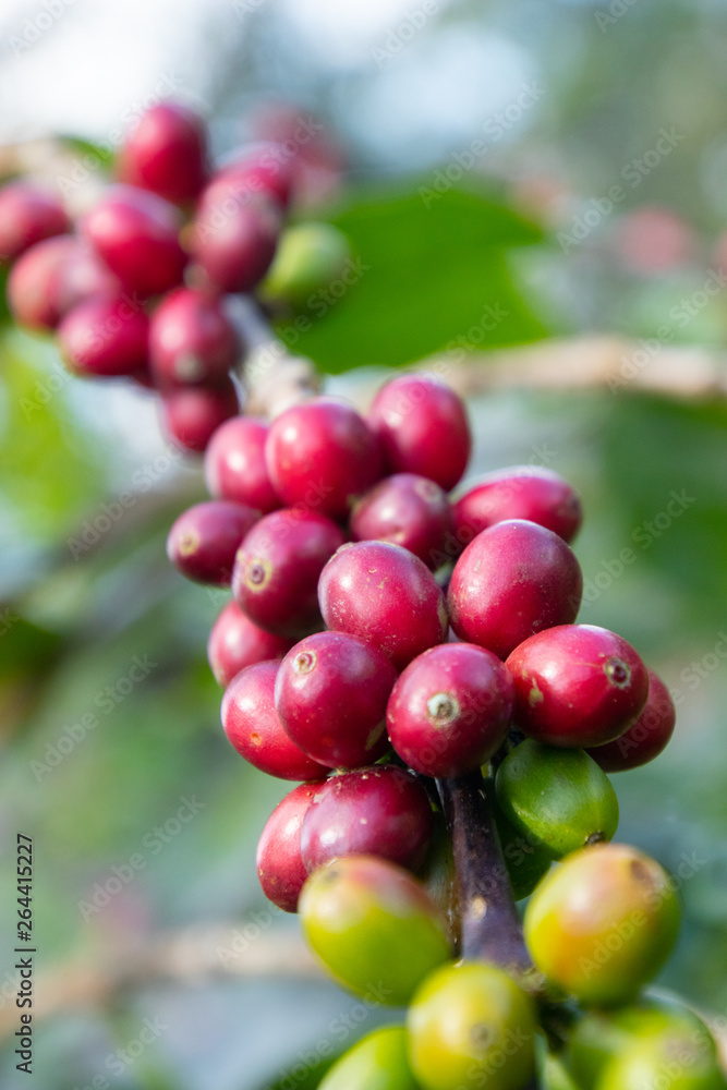 Coffee bean in coffee tree plantation.Fresh green berry of coffee in organic farm. ( selective focus )
